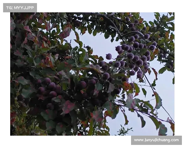 红石榴栽培与养护全攻略助你实现丰收果实的秘诀 红石榴栽培与养护全攻略助你实现丰收果实的秘诀